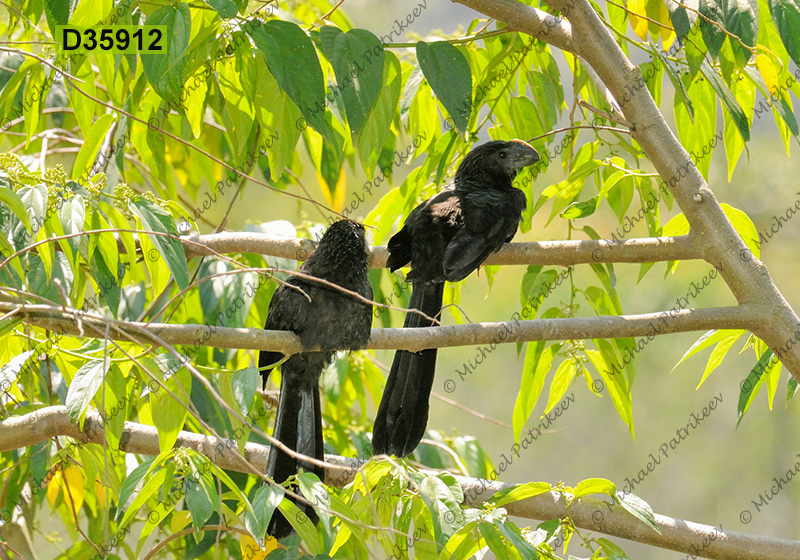 Smooth-billed Ani (Crotophaga ani)